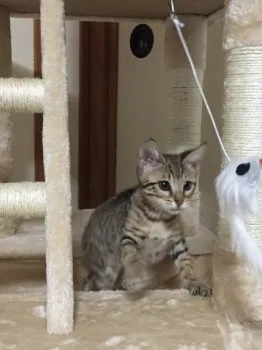 みー 様のお迎えした子猫