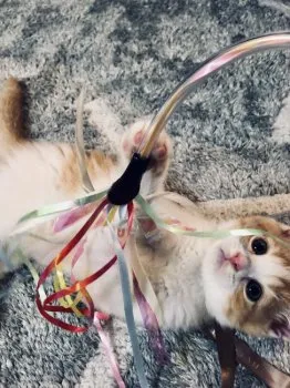 M.K 様のお迎えした子猫