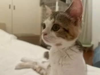 snowpy 様のお迎えした子猫