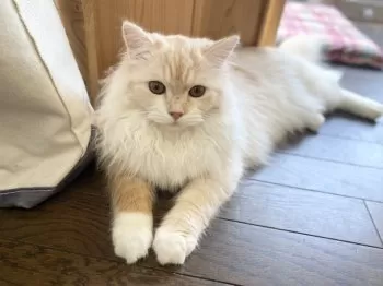 H.Ｉ&A.i 様のお迎えした子猫