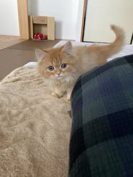 ゆう 様のお迎えした子猫