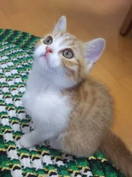 みぃの家族 様のお迎えした子猫