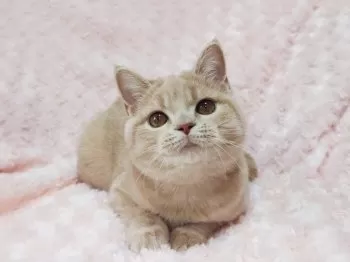 みさき 様のお迎えした子猫