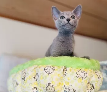 トム 様のお迎えした子猫