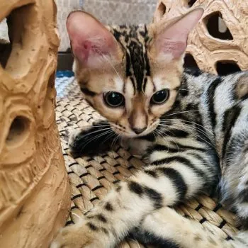 もりぞー 様のお迎えした子猫