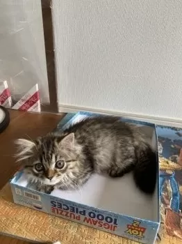 J.Ｉ 様のお迎えした子猫