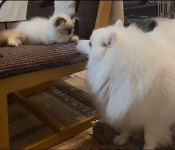 N.Y 様のお迎えした子猫