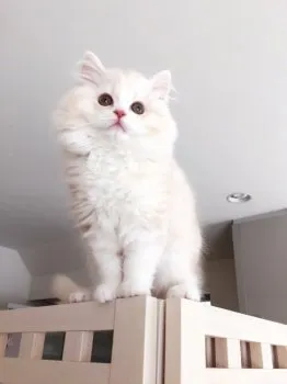 さくら 様のお迎えした子猫
