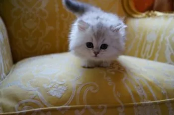 マリアママ 様のお迎えした子猫