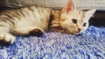 マルル 様のお迎えした子猫