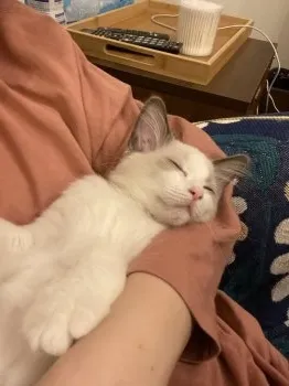 Y.K 様のお迎えした子猫