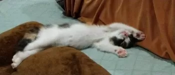 A.A 様のお迎えした子猫