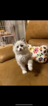 mino 様のお迎えした子猫