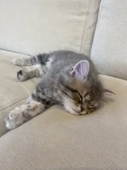 Mari 様のお迎えした子猫