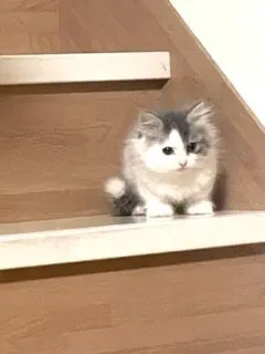 M.S 様のお迎えした子猫