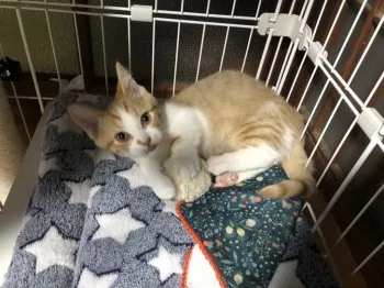 H.K 様のお迎えした子猫