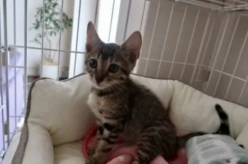 バジル 様のお迎えした子猫