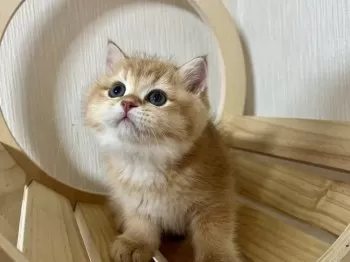 M.K 様のお迎えした子猫