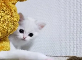 マリラ 様のお迎えした子猫