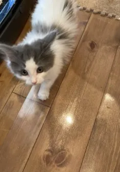 むぎ 様のお迎えした子猫