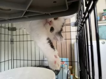 A.S 様のお迎えした子猫