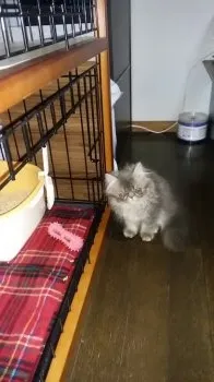 kumikumi 様のお迎えした子猫