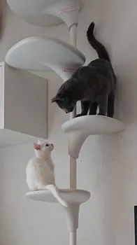 よこっちょ 様のお迎えした子猫