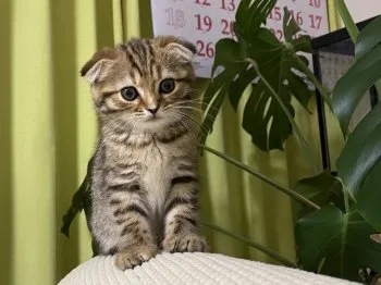 まる 様のお迎えした子猫