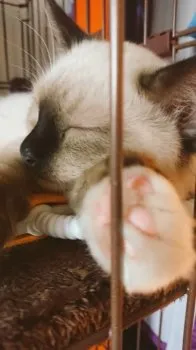 こうき 様のお迎えした子猫