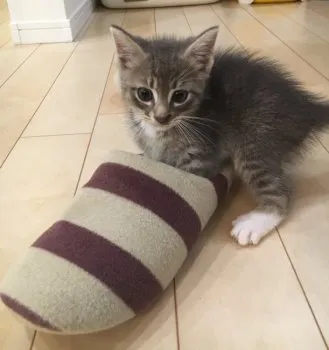 miki 様のお迎えした子猫
