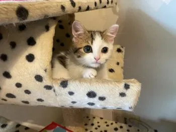 アンジー 様のお迎えした子猫