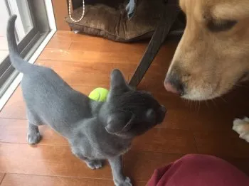 Go Go KRABI 様のお迎えした子猫