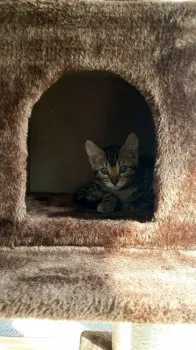 けんた 様のお迎えした子猫