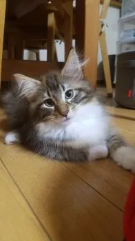 ゆき 様のお迎えした子猫