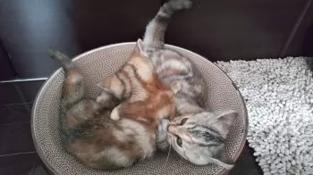 ぽんた 様のお迎えした子猫