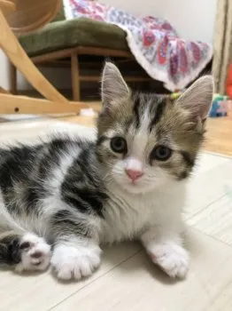 おまんじゅうママ 様のお迎えした子猫