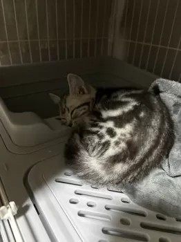 C 様のお迎えした子猫