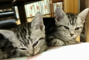 ミキコ 様のお迎えした子猫