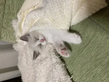 Ella06 様のお迎えした子猫