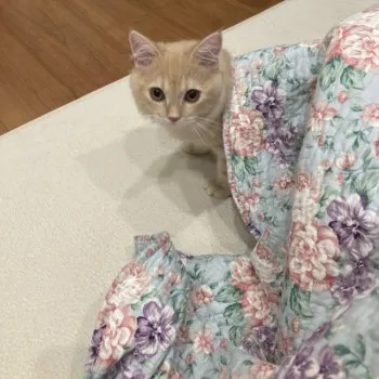 ぴょん 様のお迎えした子猫