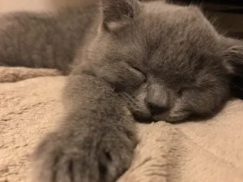 tomo 様のお迎えした子猫