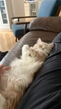 Ojikita 様のお迎えした子猫