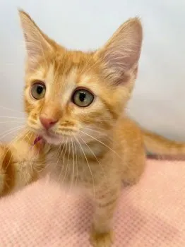 YS 様のお迎えした子猫