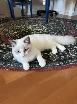inf415 様のお迎えした子猫