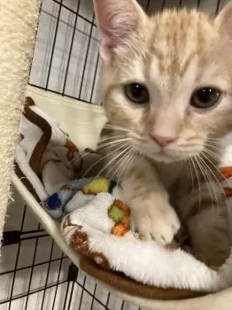 K.S 様のお迎えした子猫