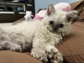 りっか 様のお迎えした子猫