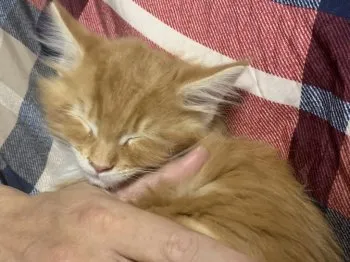 カティ 様のお迎えした子猫