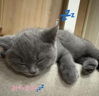 ルナ 様のお迎えした子猫