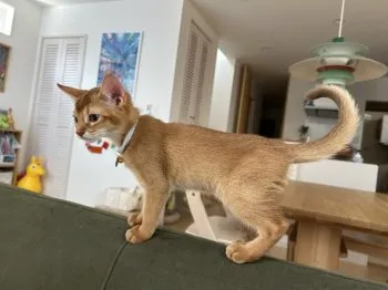 T.M 様のお迎えした子猫