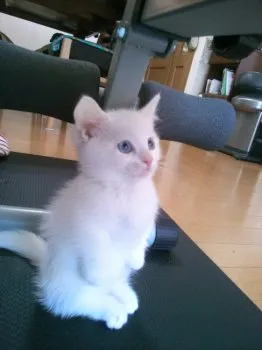 ねねのママ 様のお迎えした子猫